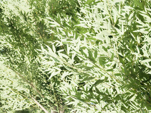 Low Poly Salix Alba Trees Modelo 3D