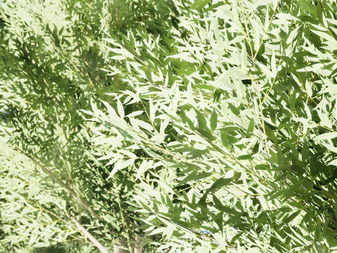 Low Poly Salix Alba Trees 3D Model