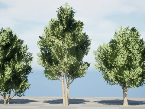 Low Poly Salix Alba Trees 3D Model
