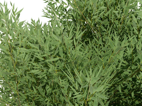 Low Poly Salix Alba Trees 3D Model