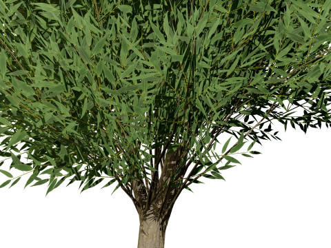 Low Poly Salix Alba Trees Modelo 3D