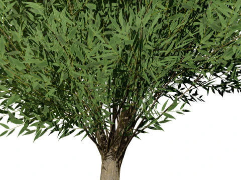 Low Poly Salix Alba Trees 3D Model