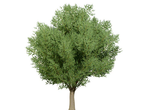 Low Poly Salix Alba Trees 3D Model