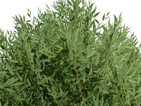 Low Poly Salix Alba Trees 3D Model