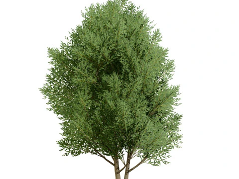 Low Poly Salix Alba Trees 3D Model