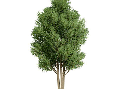 Low Poly Salix Alba Trees Modelo 3D