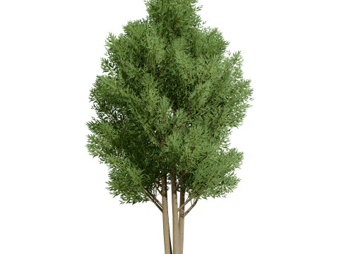 Low Poly Salix Alba Trees 3D Model