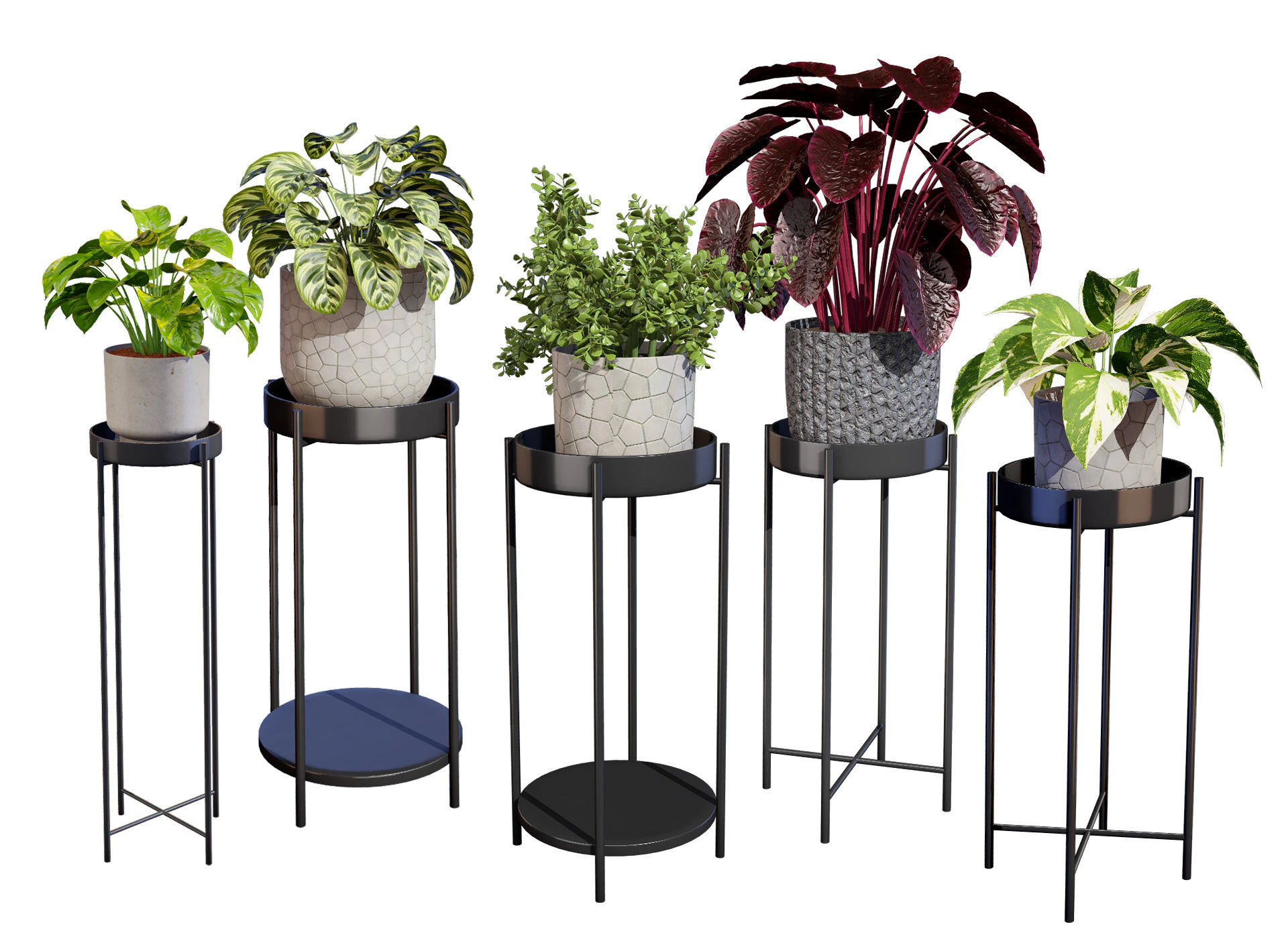 Indoor Plant s 3D Model .c4d .max .obj .3ds .fbx .stl .blend