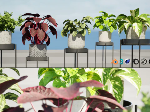 Indoor Plant s 3D Model