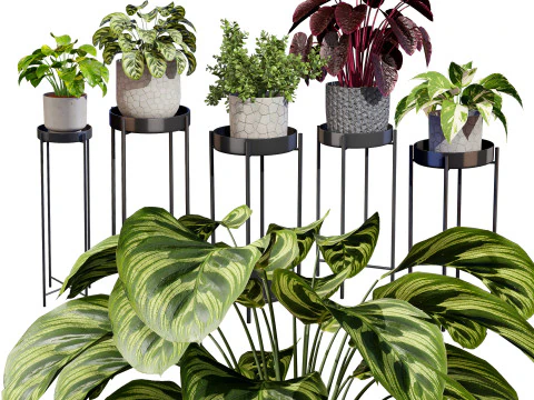Indoor Plant s 3D Model