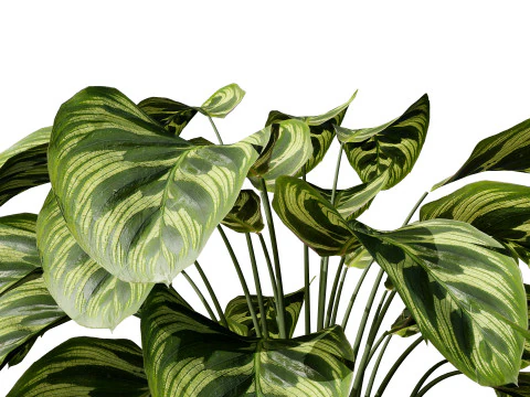 Indoor Plant s 3D Model