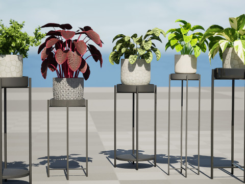 Indoor Plant s Model 3D