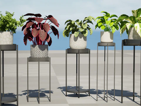 Indoor Plant s 3D Model