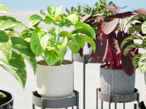 Indoor Plant s Model 3D