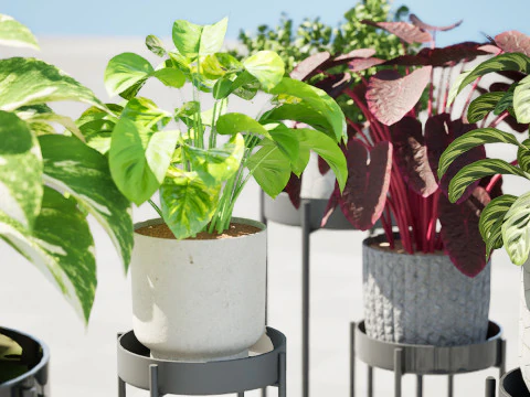 Indoor Plant s 3D Model
