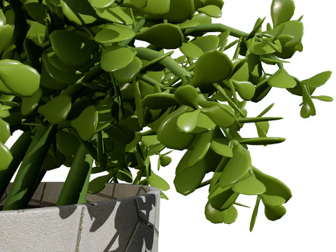 Indoor Plant s 3D Model