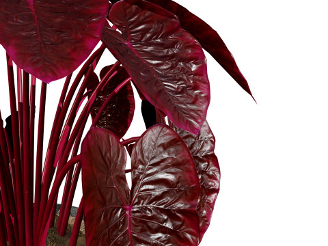 Indoor Plant s Model 3D