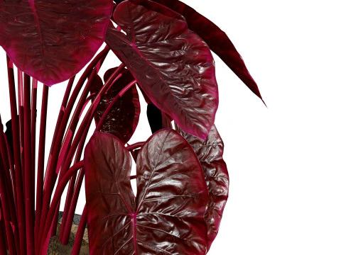 Indoor Plant s 3D Model