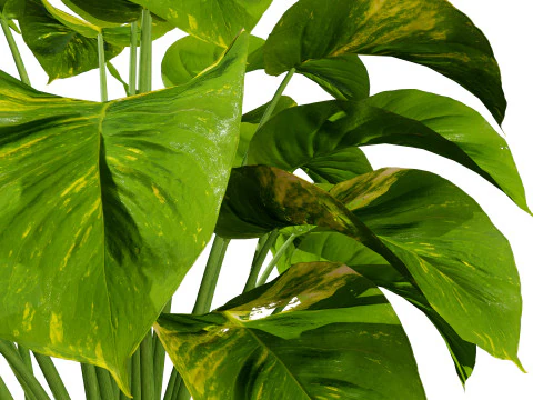 Indoor Plant s 3D Model