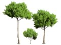 Low Poly Stone Pine Trees Modello 3D