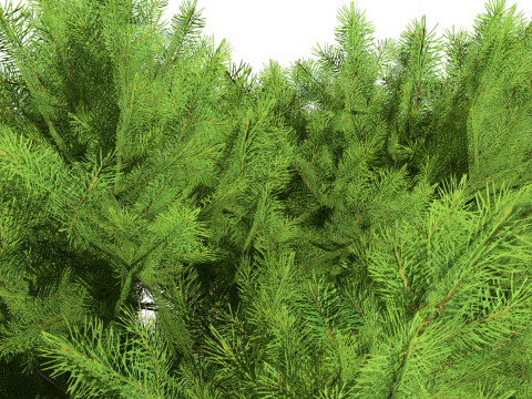 Low Poly Stone Pine Trees 3Dモデル