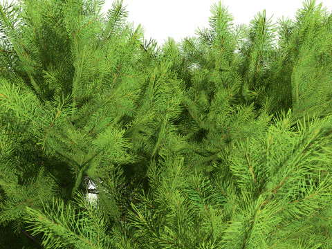 Low Poly Stone Pine Trees 3D Model