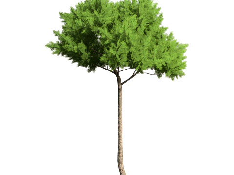 Low Poly Stone Pine Trees 3D Model