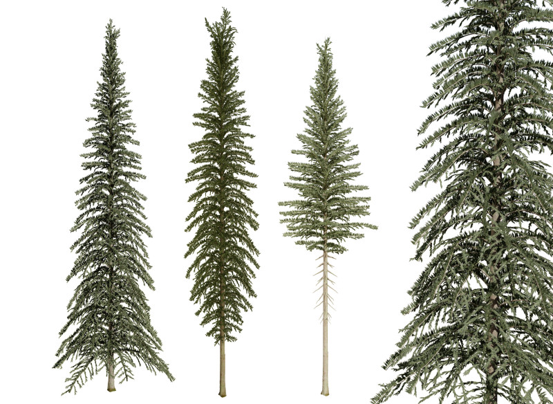 Spruce Tree Pack 3D Модель .c4d .max .obj .3ds .fbx .stl .blend 