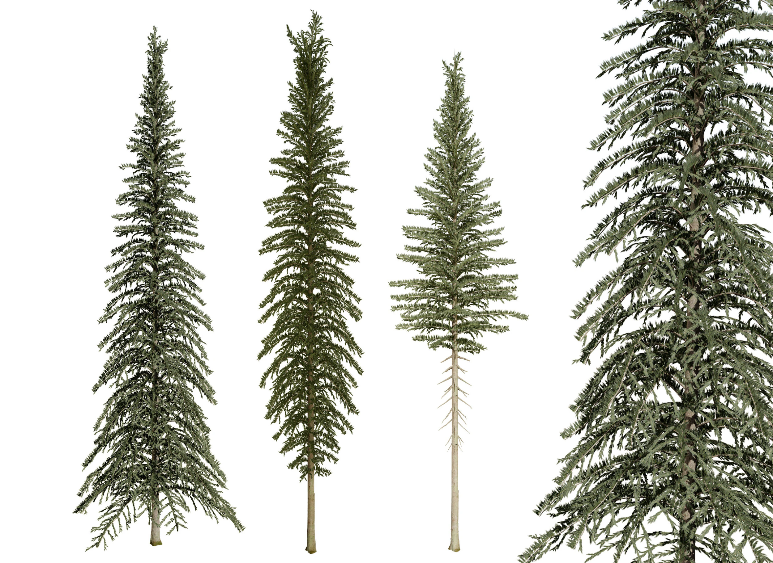 Spruce Tree Pack 3D Model .c4d .max .obj .3ds .fbx .stl .blend 