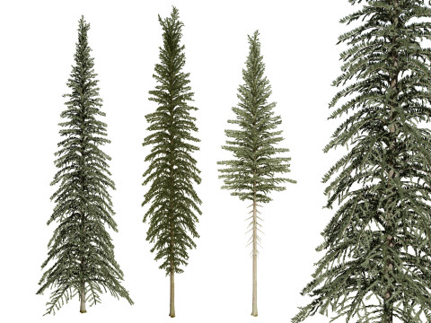 Spruce Tree Pack 3D Model
