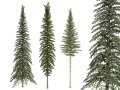 Spruce Tree Pack Modello 3D