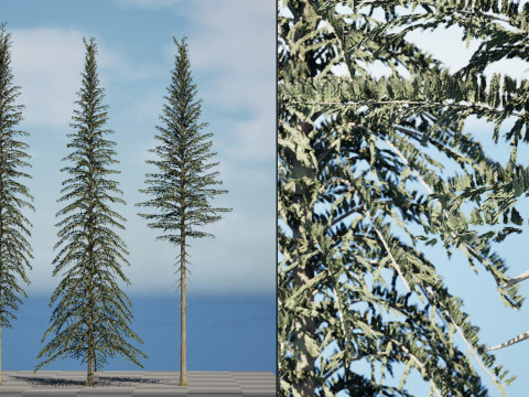 Spruce Tree Pack 3D Модель