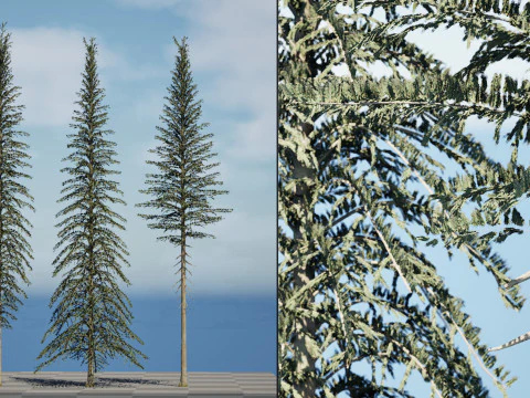 Spruce Tree Pack 3D Model
