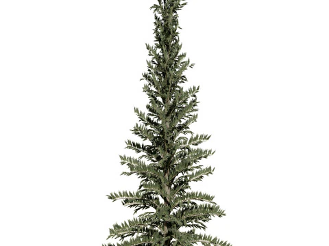 Spruce Tree Pack 3D Model
