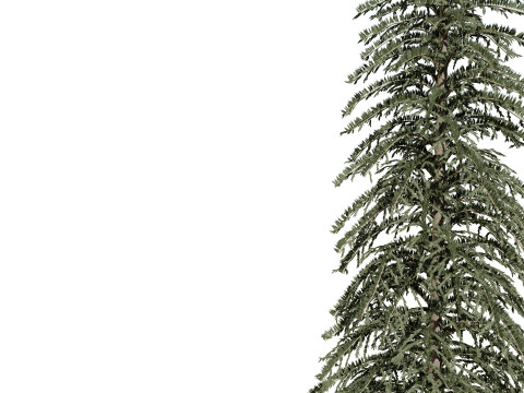 Spruce Tree Pack 3D Модель