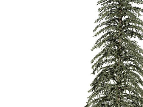 Spruce Tree Pack 3D Model