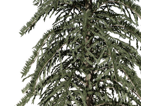 Spruce Tree Pack 3D Модель