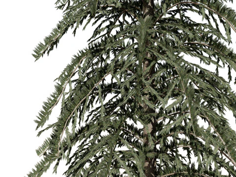 Spruce Tree Pack 3D Model