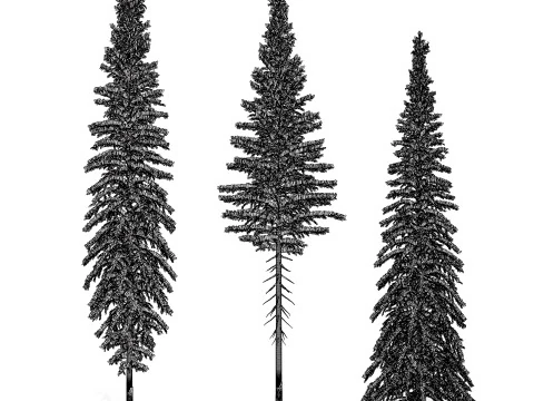 Spruce Tree Pack 3D Model