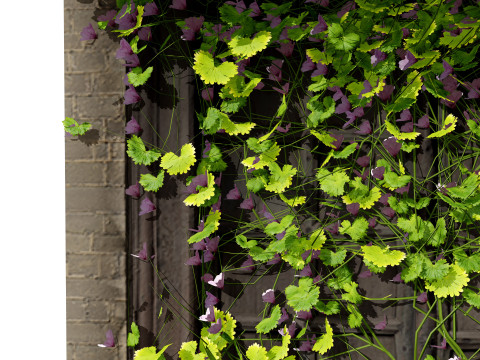 Kenilworth Ivy Wall Plant 3D Model