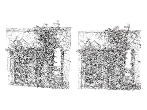 Kenilworth Ivy Wall Plant 3D Model