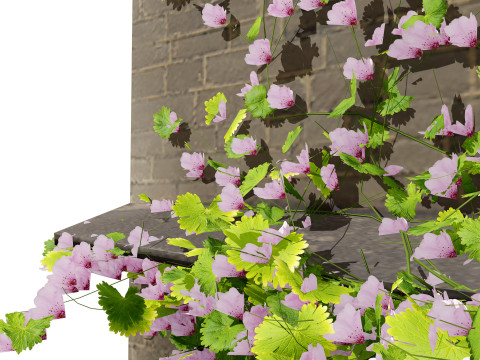 Kenilworth Ivy Wall Plant 3D Model