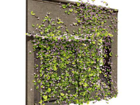 Kenilworth Ivy Wall Plant 3D Model