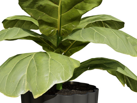 Fiddle Leaf Fig indoor plants collection Modelo 3D