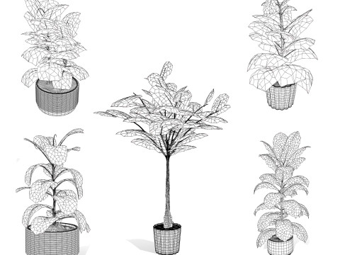 Fiddle Leaf Fig indoor plants collection Modelo 3D