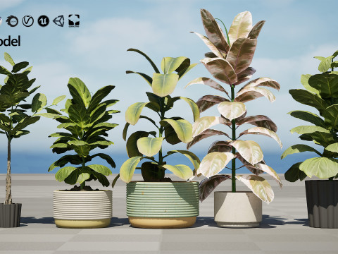 Fiddle Leaf Fig indoor plants collection Modelo 3D