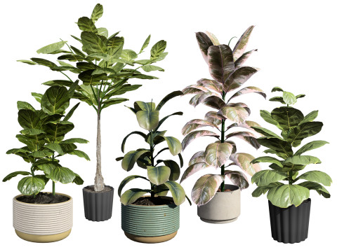 Fiddle Leaf Fig indoor plants collection 3D Model