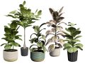 Fiddle Leaf Fig indoor plants collection 3D Модель