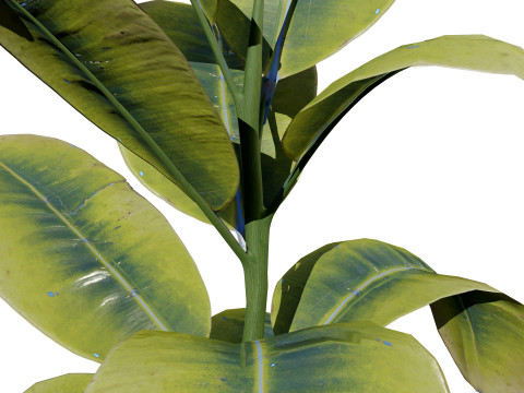 Fiddle Leaf Fig indoor plants collection Modelo 3D
