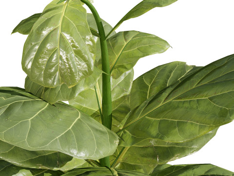 Fiddle Leaf Fig indoor plants collection Modelo 3D